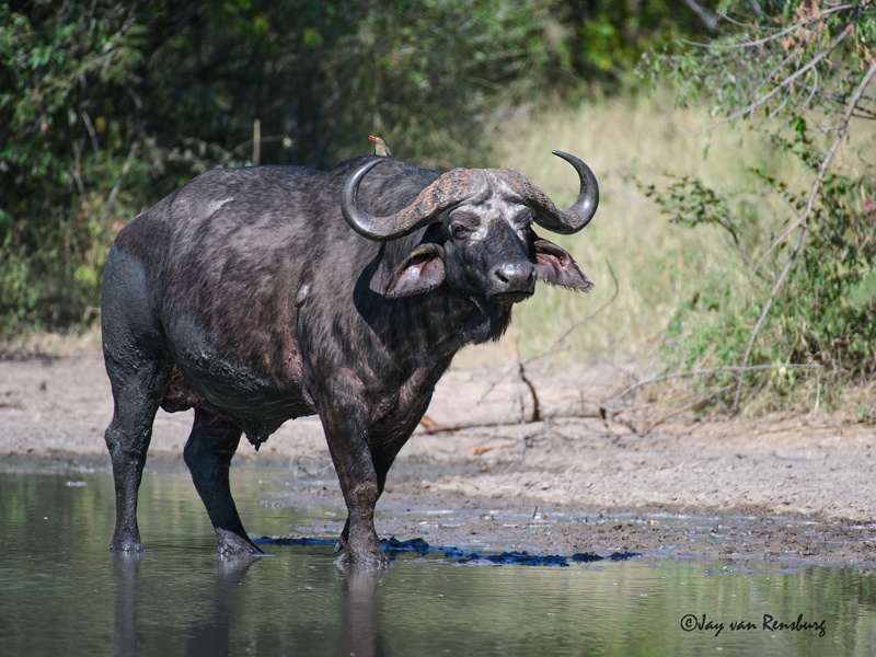Buff 2 - Buffalo