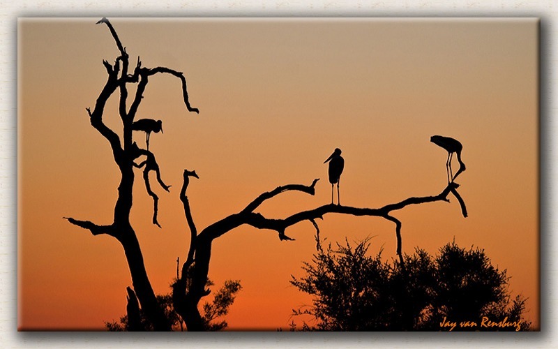 Saddlebill Stork Sunset - African Sunset