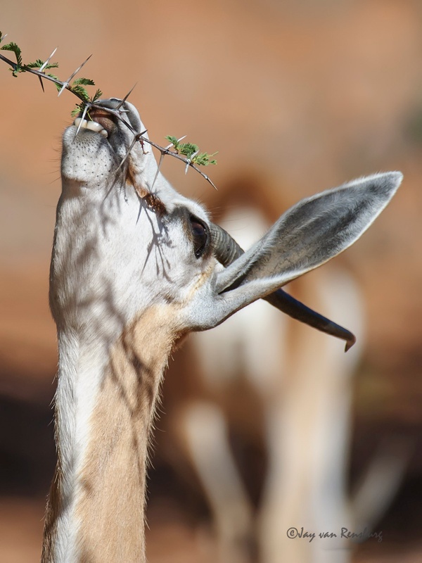 Stretch - Antelope