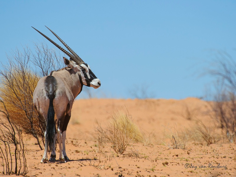 Desert Gemsbok - Antelope