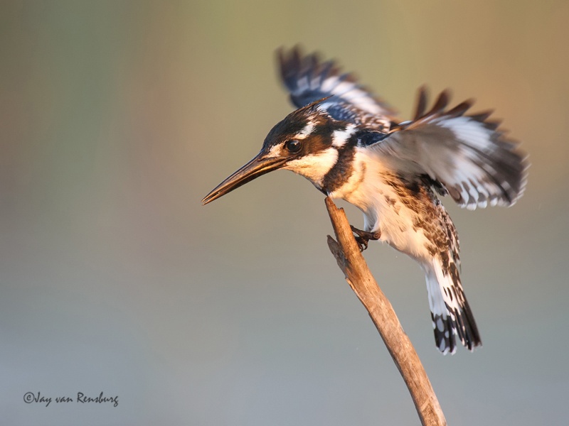 Early light Pied - Kingfishers