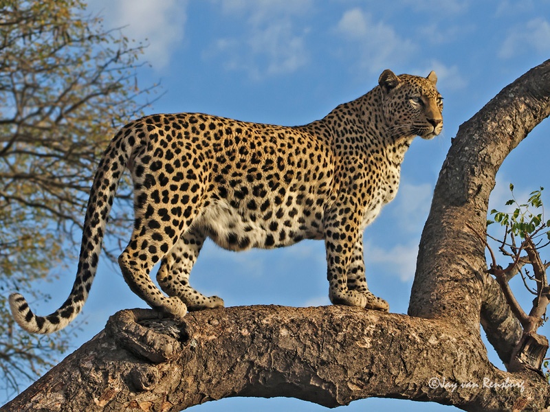 Lookout Leopard - Big Cats