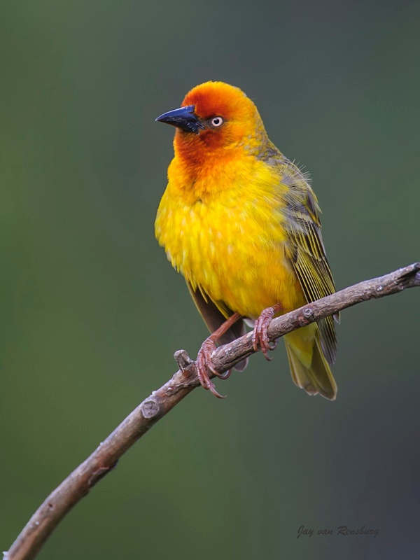 Cape Weaver 1 - Birds