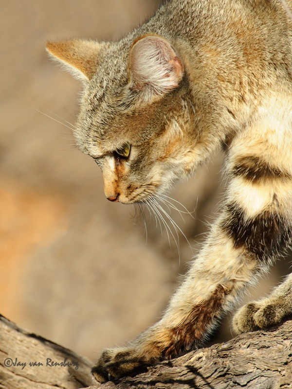 African Wild Cat 1 - Carnivores