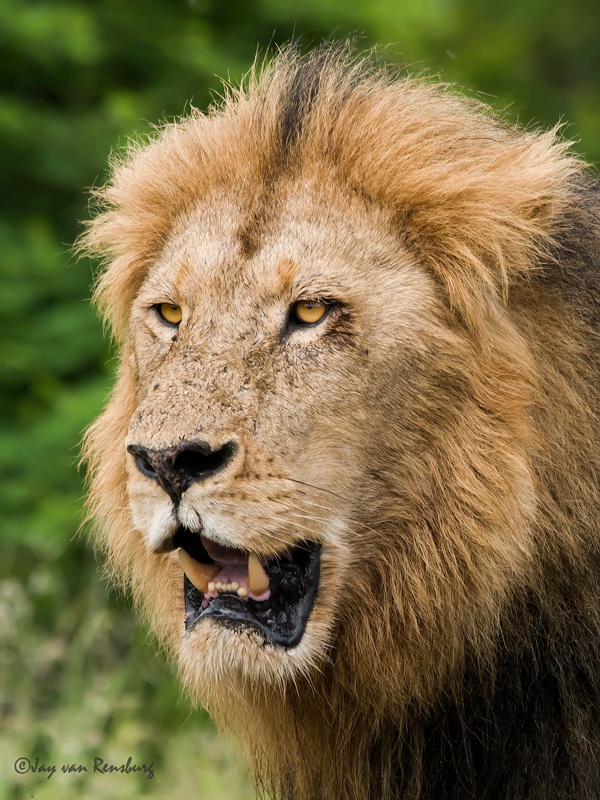 King! - Big Cats