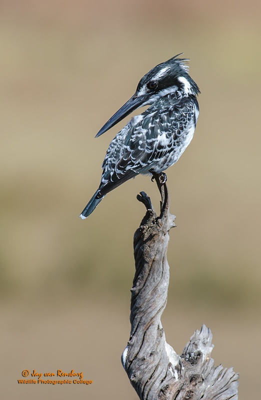 Pied stare - Kingfishers