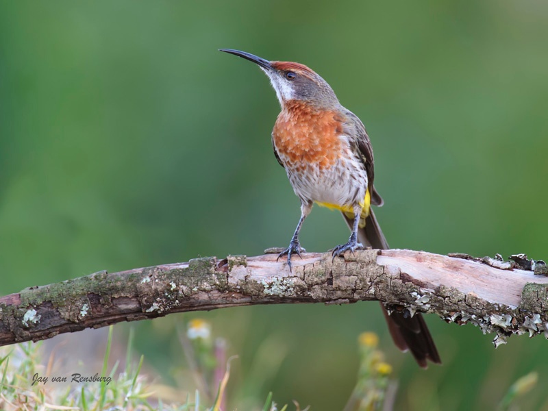 Gurney's Sugarbird - Birds
