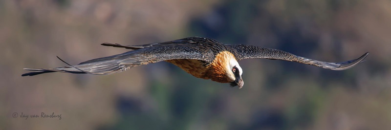 Adult Bearded Vulture - Vultures