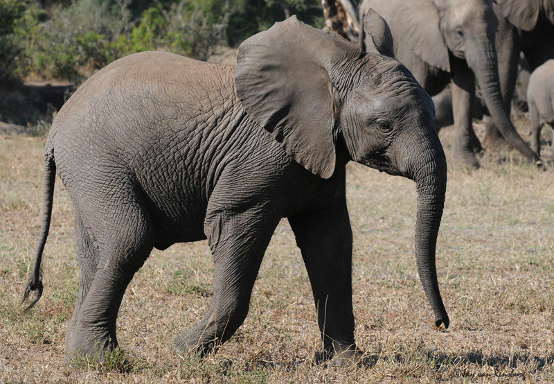 Young Ellie - Elephant