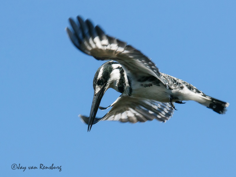 Hovering Pied - Kingfishers