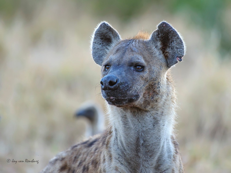 Lookout Hyena - Carnivores