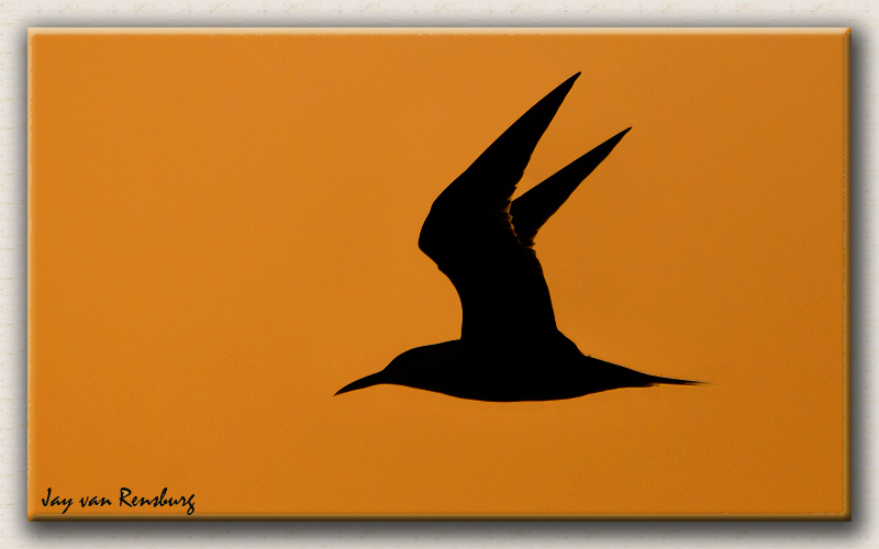 Swift Tern - Birds in flight