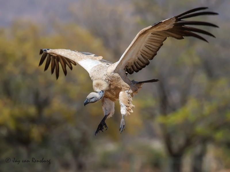 Incoming. - Vultures
