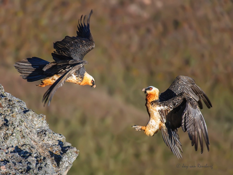 Bearded Vultures - Vultures