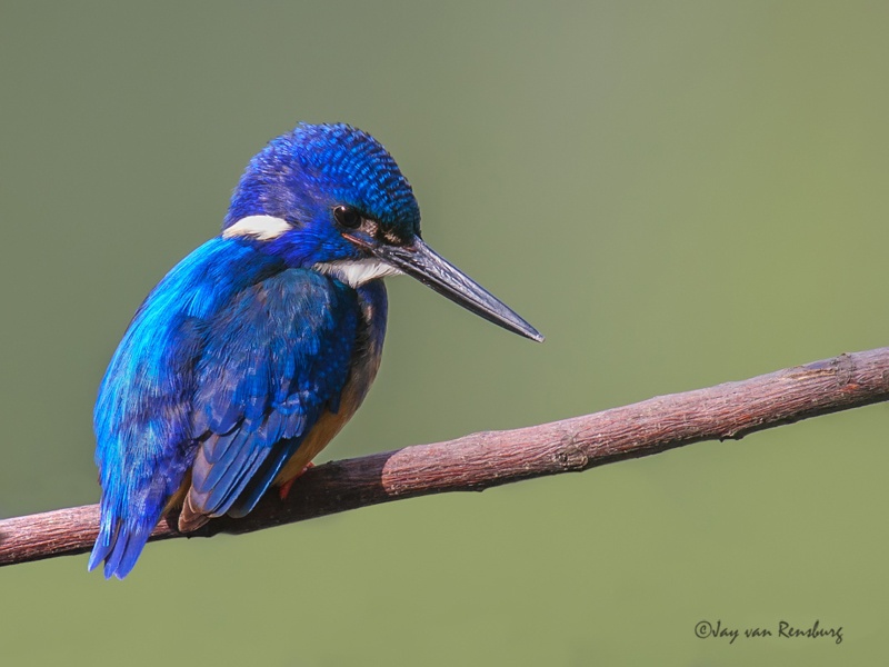 Half-collared pose - Kingfishers