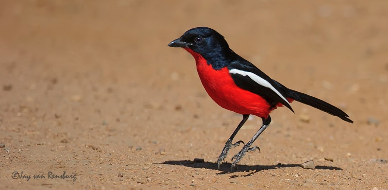 Crimson Breasted Shrike - Birds