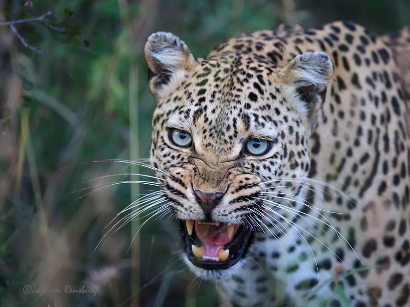 Watch it! - Big Cats