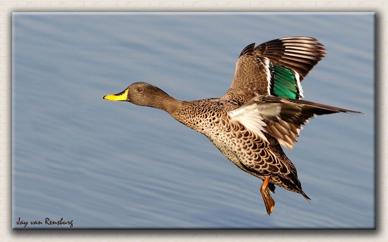 Yellow Billed Duck - Birds in flight