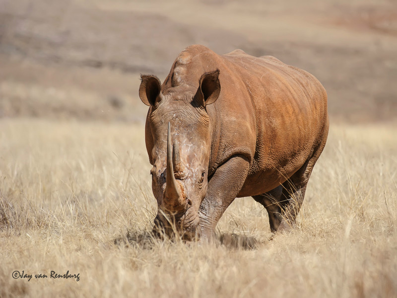 Majestic - Rhino