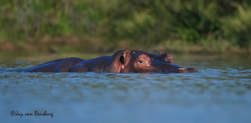 Watching you - Hippo