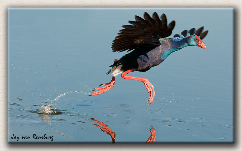 Purple Galinule - Birds in flight