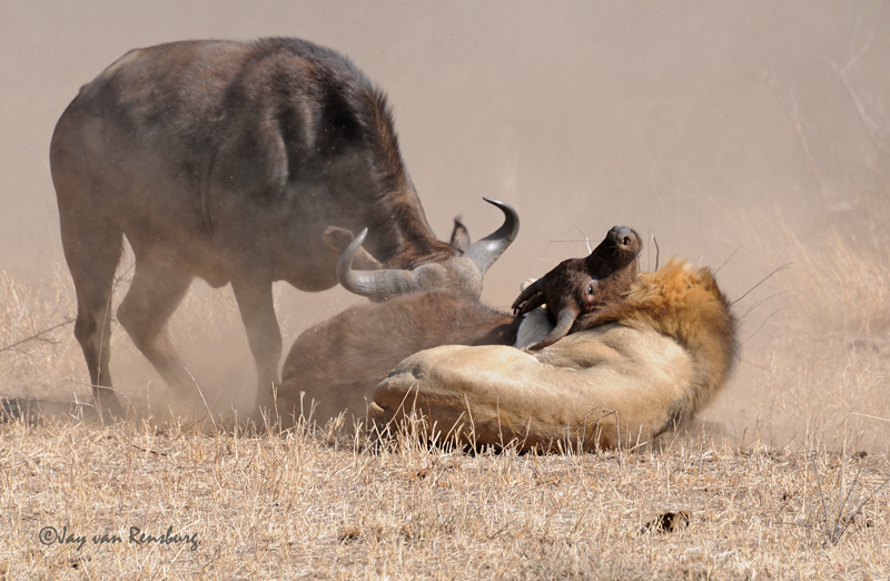 Female Buffalo moving in part 2 - Lion vs Buffalo
