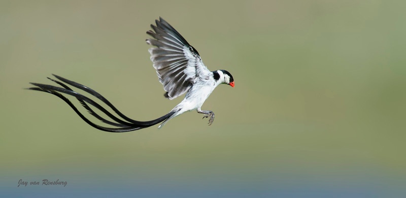 Pin-tailed Whydah1 - Birds