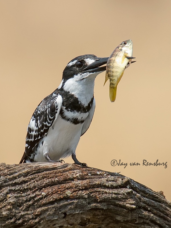 Pied spearfisher - Kingfishers
