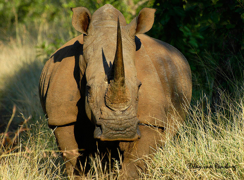 White Rhino 1 - Rhino