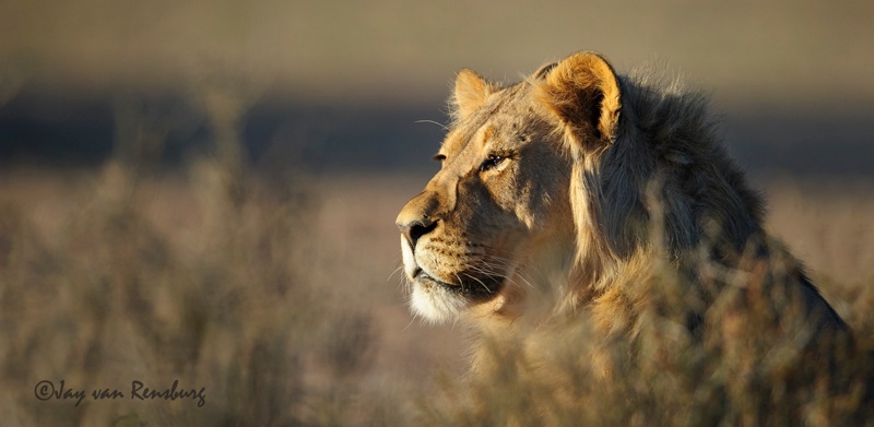 Golden light Lion - Big Cats