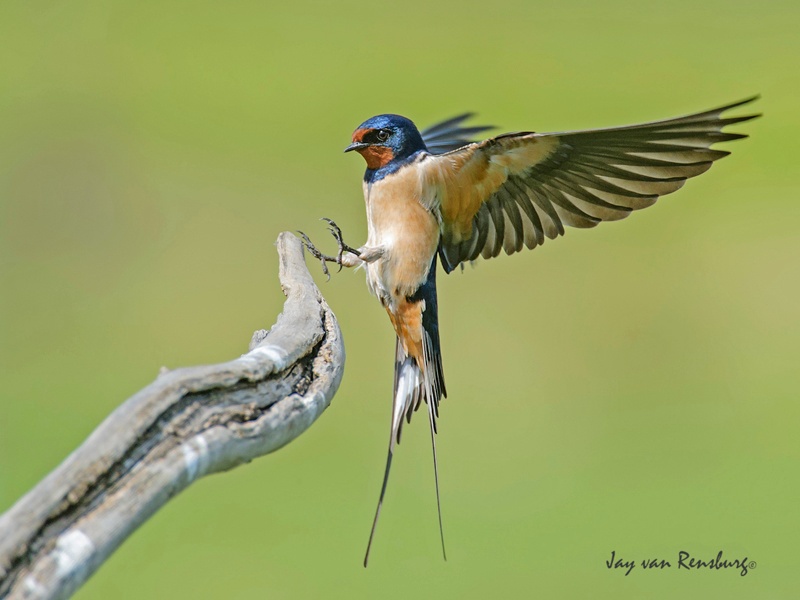 Barn Swallow - Birds