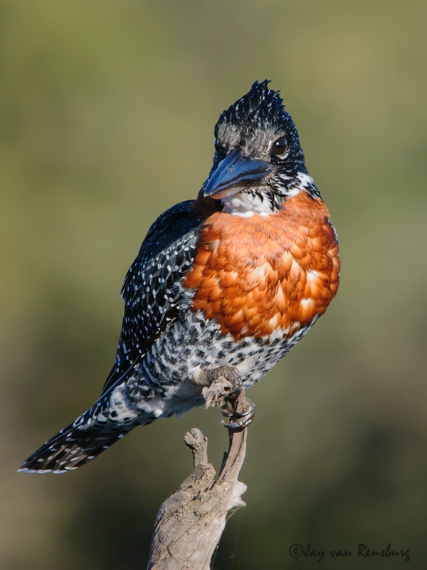 Giant Kingfisher - Kingfishers