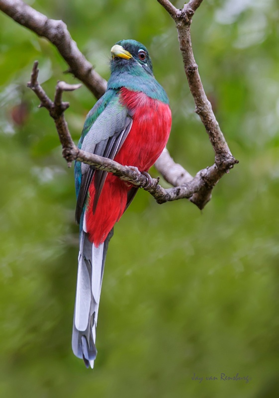 Narina Trogon - Birds