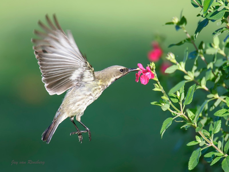 Female Amethyst Sunbird - Birds