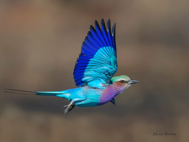 LBR 1 - Birds