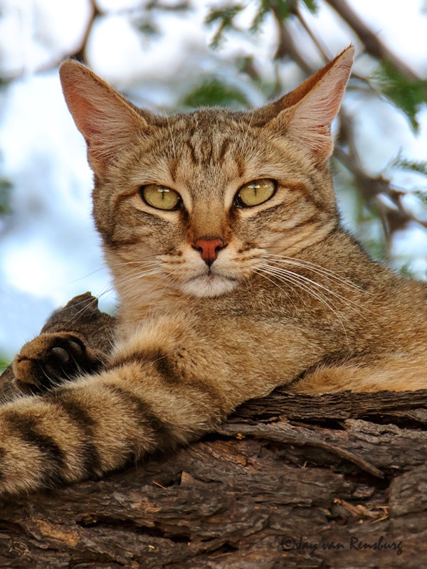 African Wild Cat portrait - Carnivores