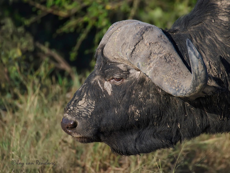 Buffalo1 - Buffalo