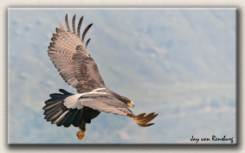 Verreaux's Eagle 4 - Birds in flight