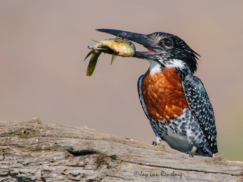 Giant with fish - Kingfishers