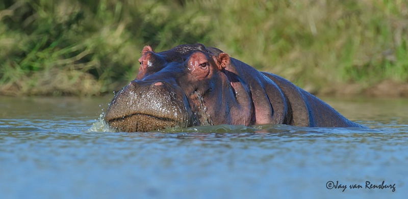Hippo - Hippo