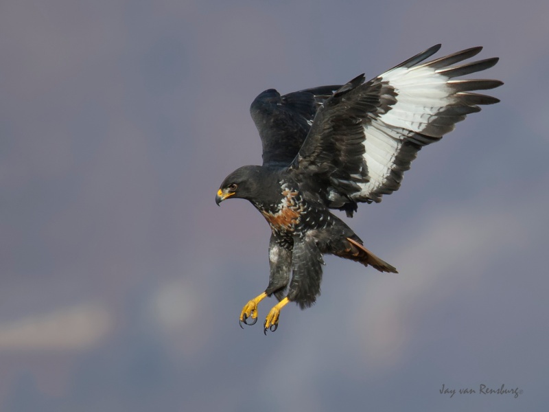 Jackal Buzzard - Raptors