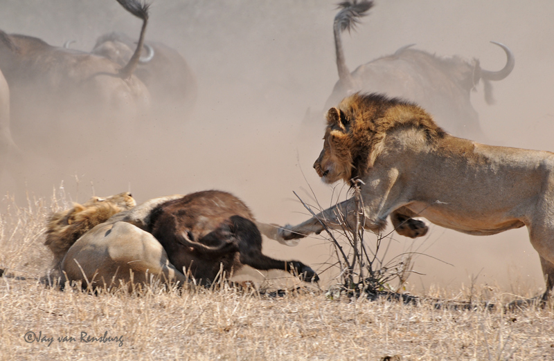2nd Male Lion joining in - Lion vs Buffalo
