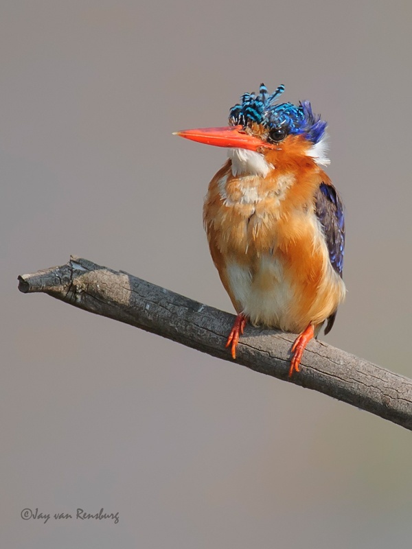 Malachite portriat - Kingfishers