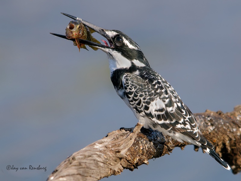 Pied Kingfisher 1 - Kingfishers