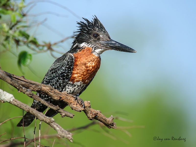 Male Giant - Kingfishers