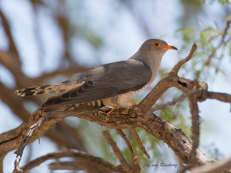 African Cuckoo - Birds