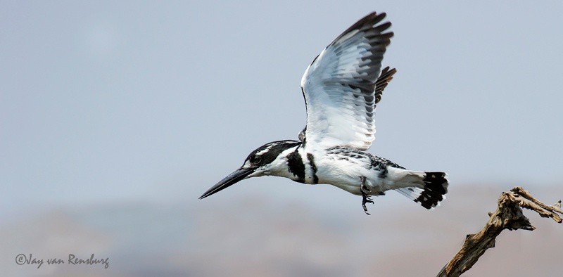 Pied take-off - Kingfishers
