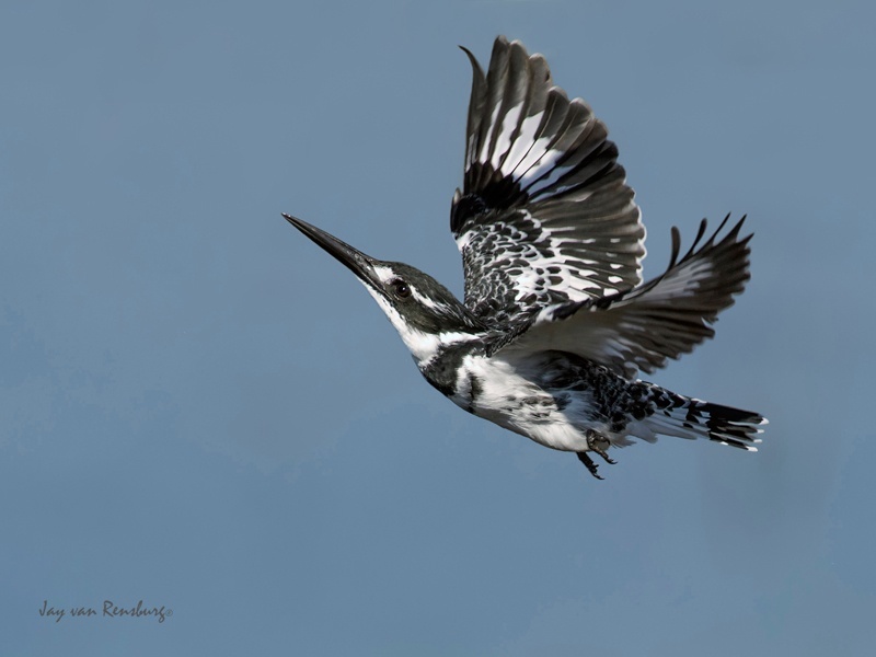 Pied ballerina - Kingfishers