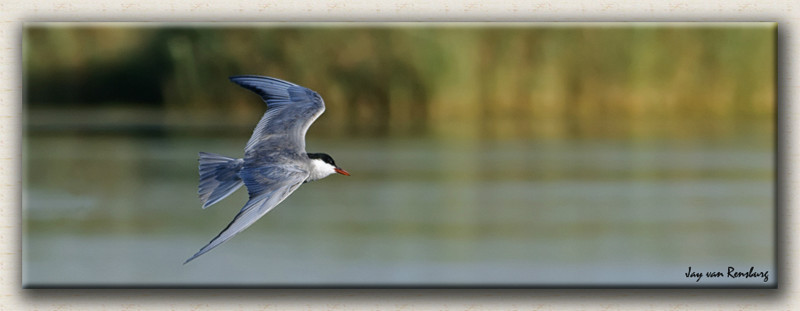 Whiskered Tern 1 - Birds in flight