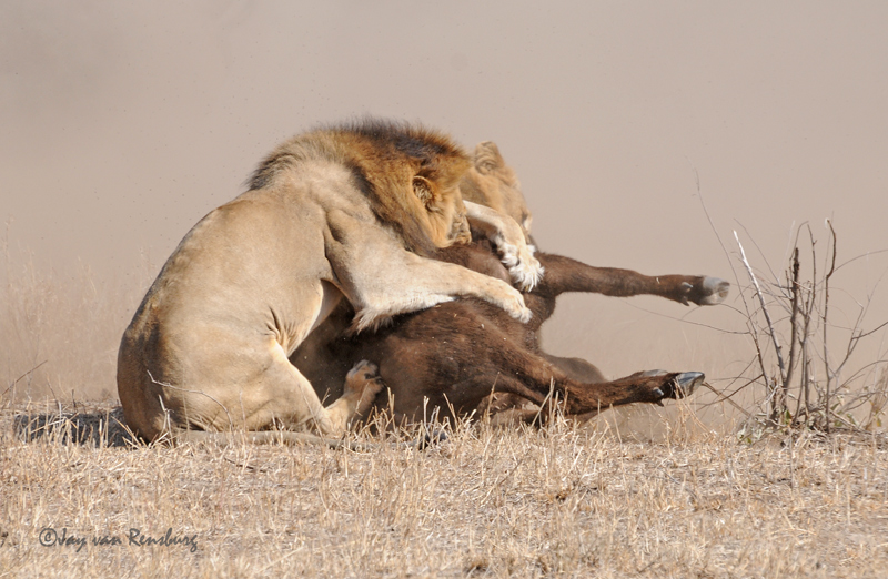 Lions struggling with Buffalo - Lion vs Buffalo
